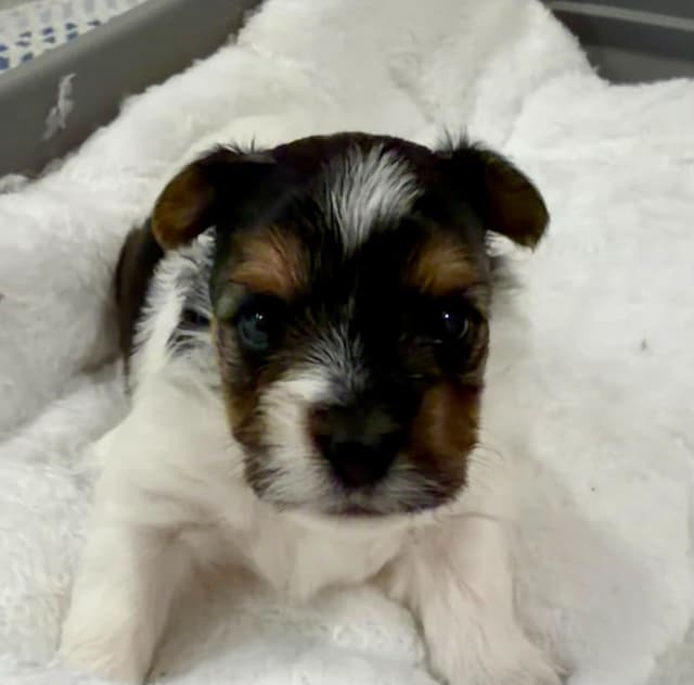 Exquisite Biewer Terrier Puppies Grand Champion Bloodline media 21