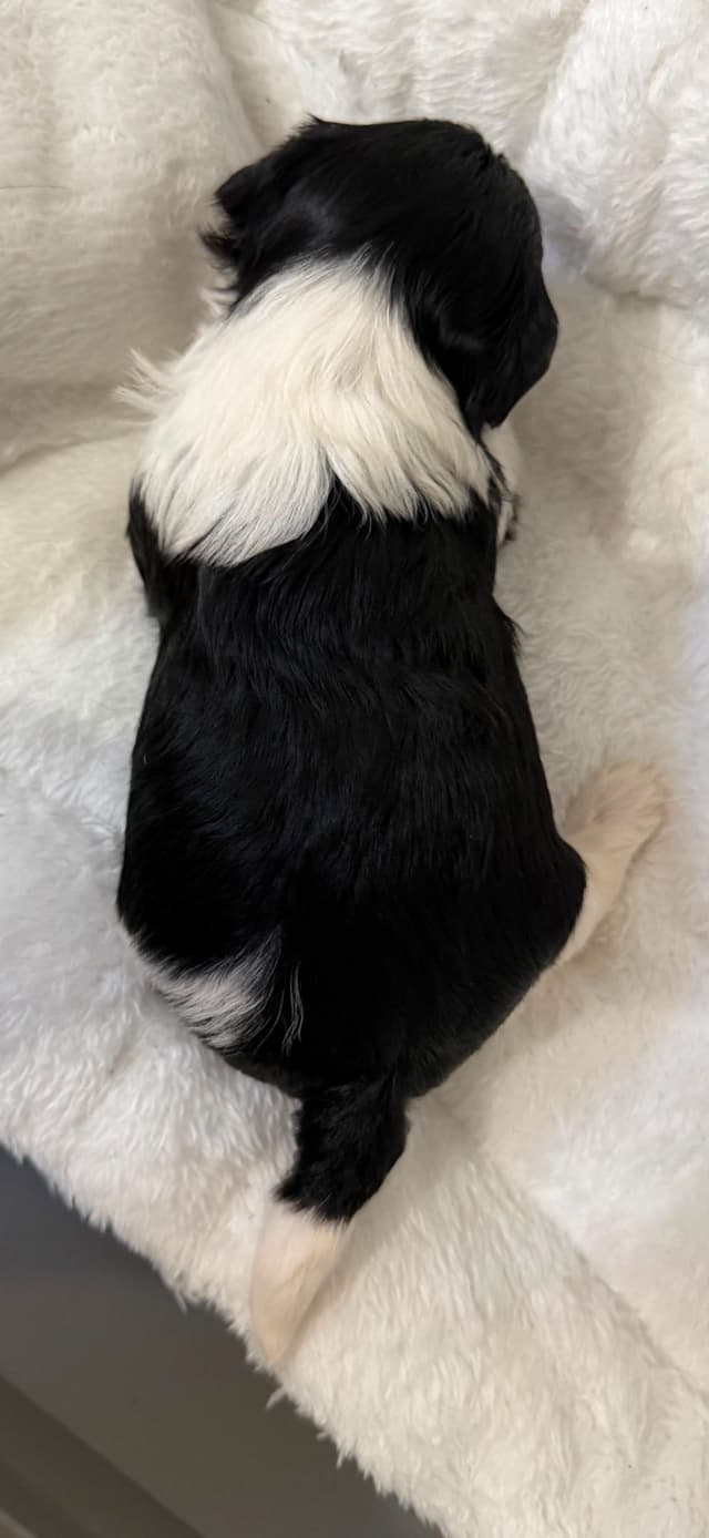 Exquisite Biewer Terrier Puppies Grand Champion Bloodline media 22