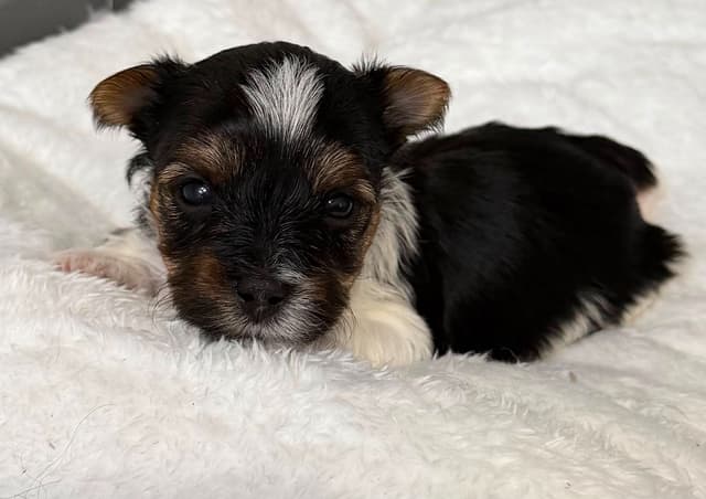 Exquisite Biewer Terrier Puppies Grand Champion Bloodline media 24
