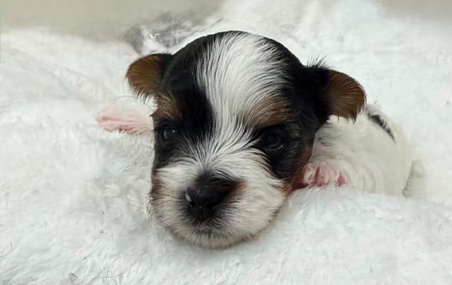 Exquisite Biewer Terrier Puppies Grand Champion Bloodline media 23