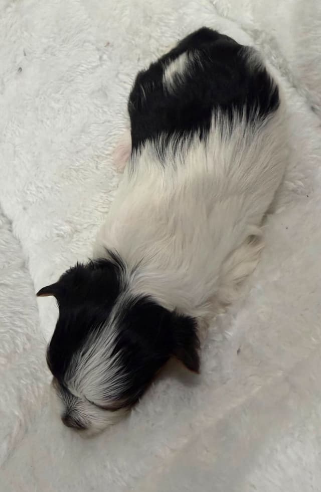 Exquisite Biewer Terrier Puppies Grand Champion Bloodline media 26