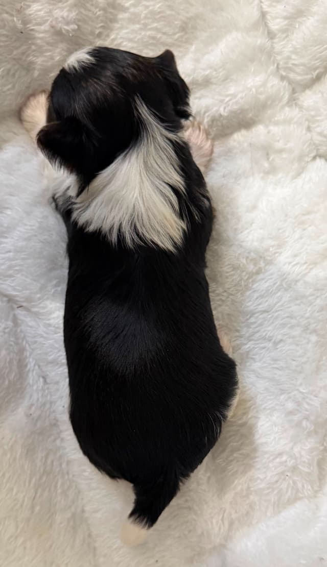 Exquisite Biewer Terrier Puppies Grand Champion Bloodline media 27
