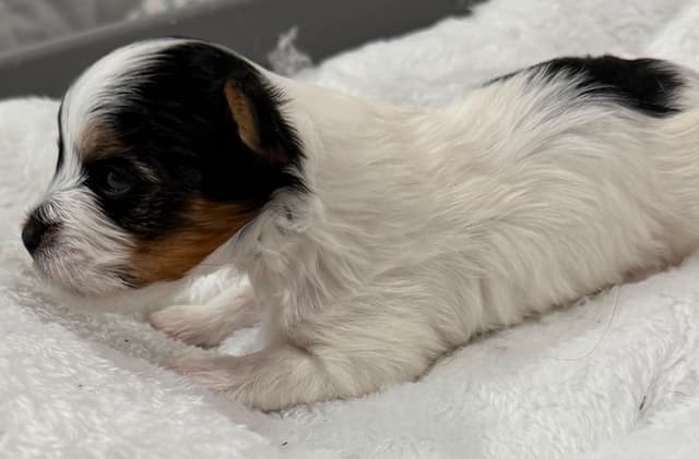 Exquisite Biewer Terrier Puppies Grand Champion Bloodline media 28