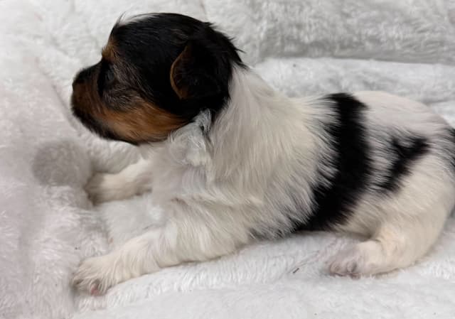 Exquisite Biewer Terrier Puppies Grand Champion Bloodline media 29