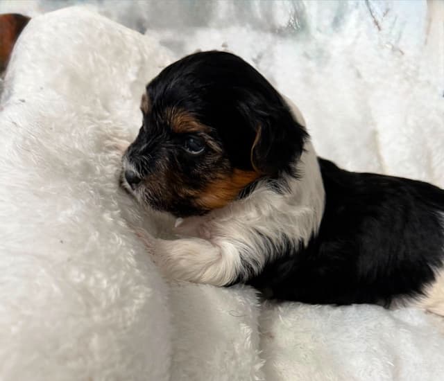 Exquisite Biewer Terrier Puppies Grand Champion Bloodline media 30