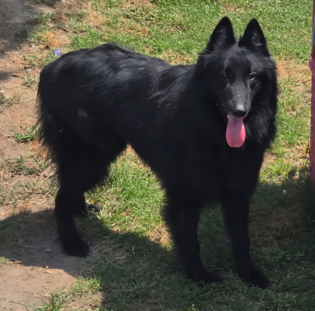 Belgian Sheepdog Puppies breeder image 1