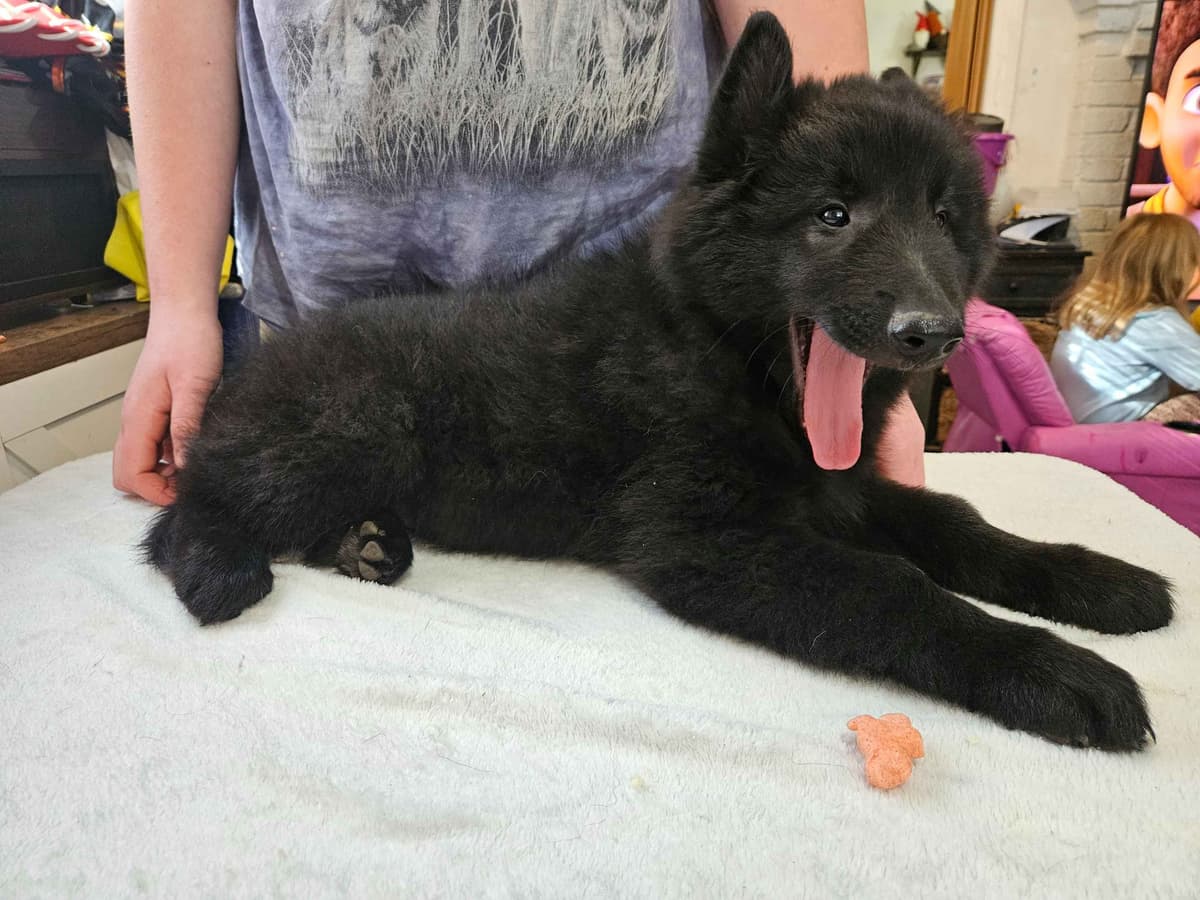 Belgian Sheepdog Puppies breeder image 2