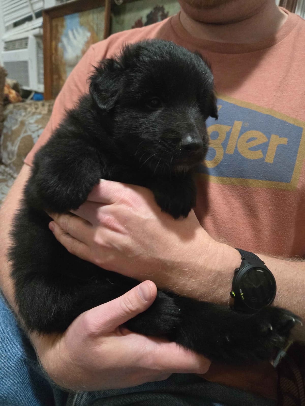 Belgian Sheepdog Puppies breeder image 3
