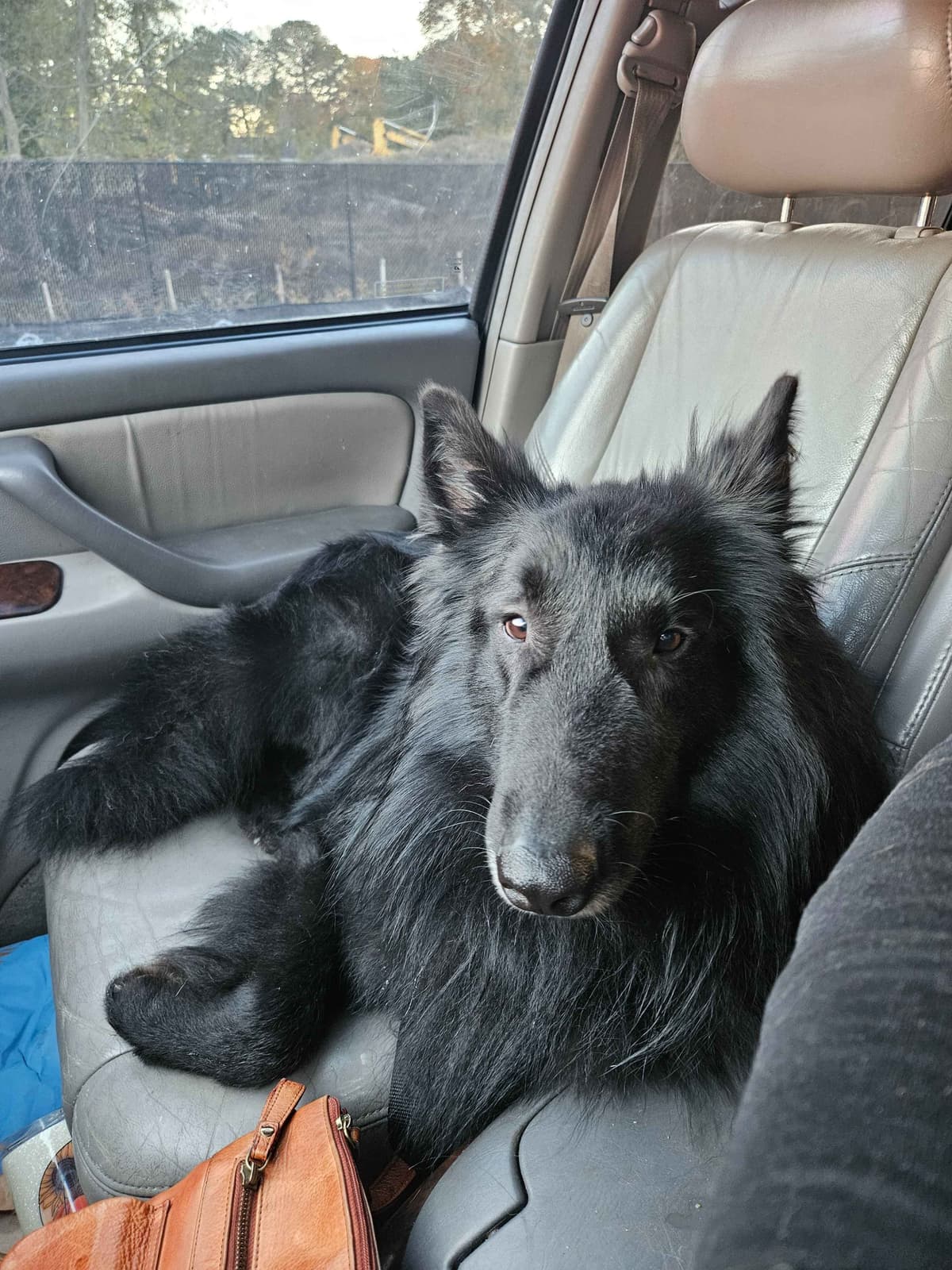 Belgian Sheepdog Puppies breeder image 4