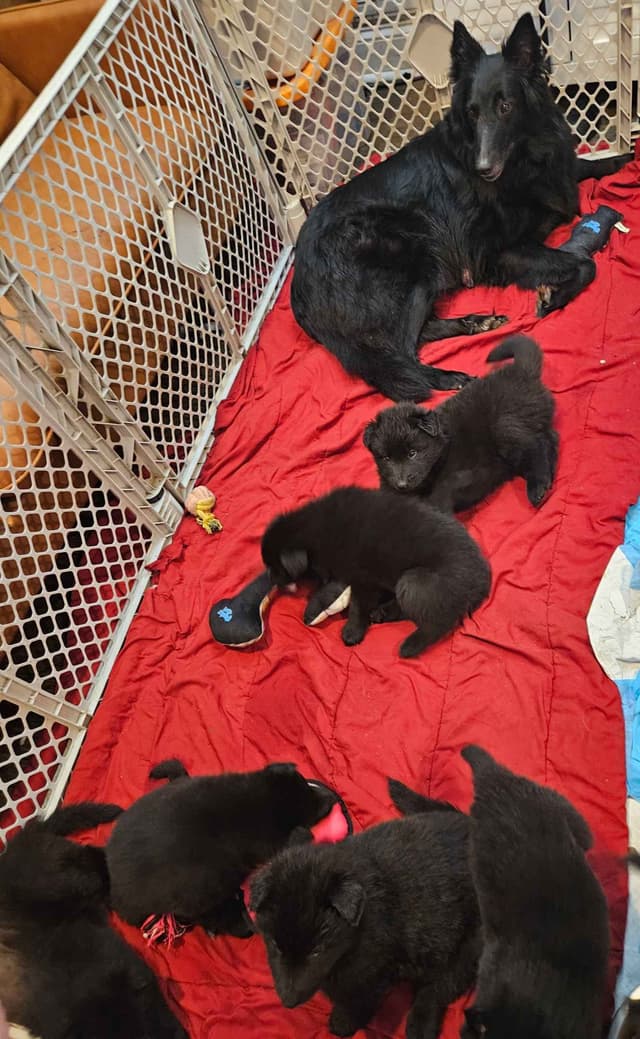 Belgian Sheepdog Puppies media 12