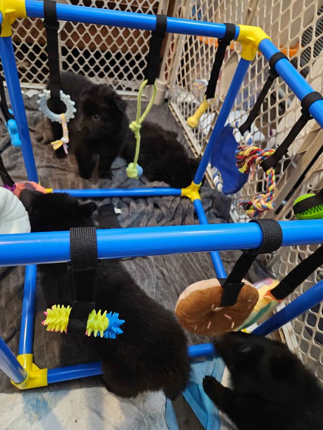 Belgian Sheepdog Puppies media 14