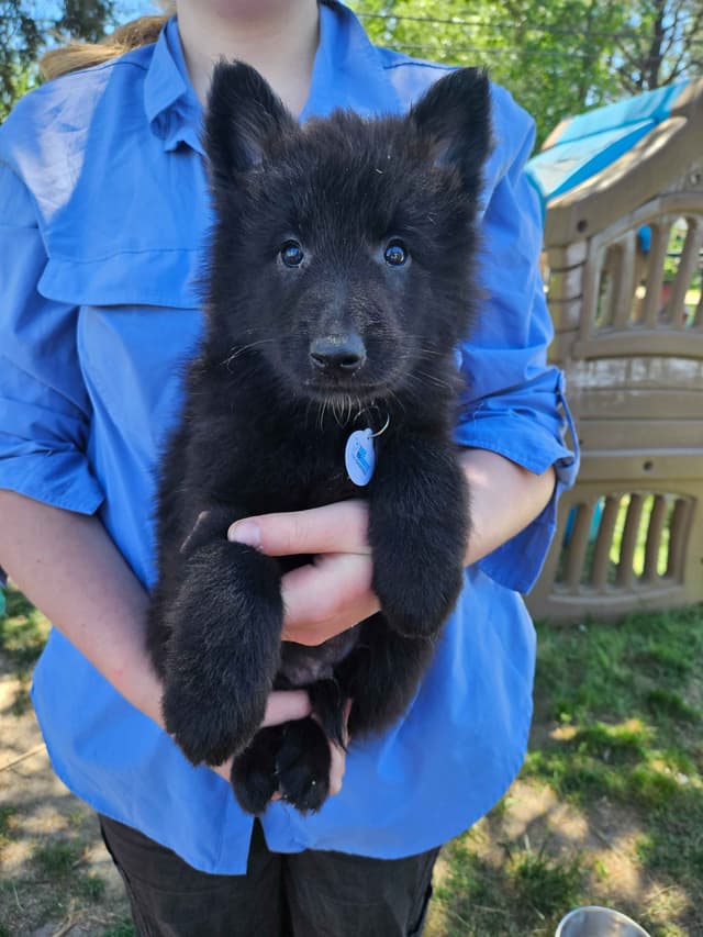 Belgian Sheepdog Puppies media 10