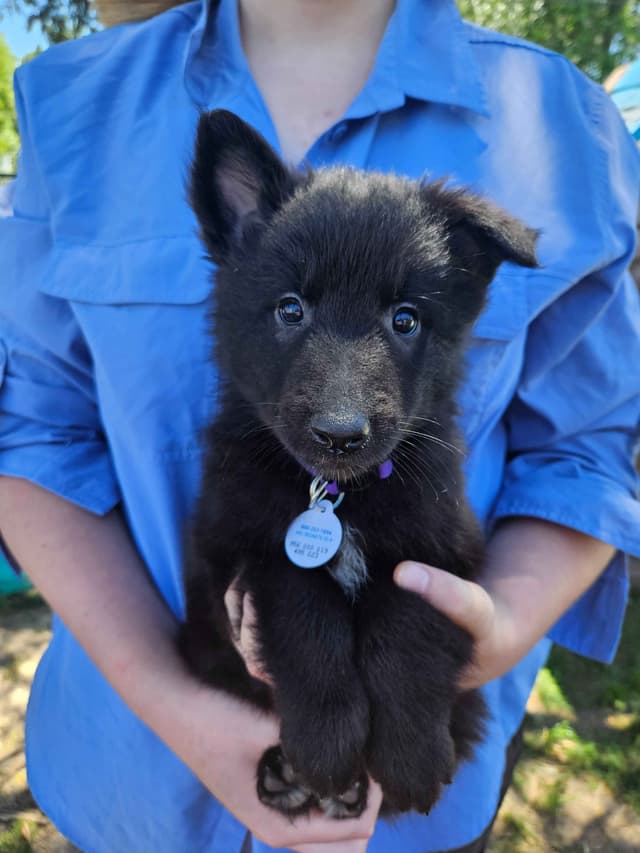 Belgian Sheepdog Puppies media 9
