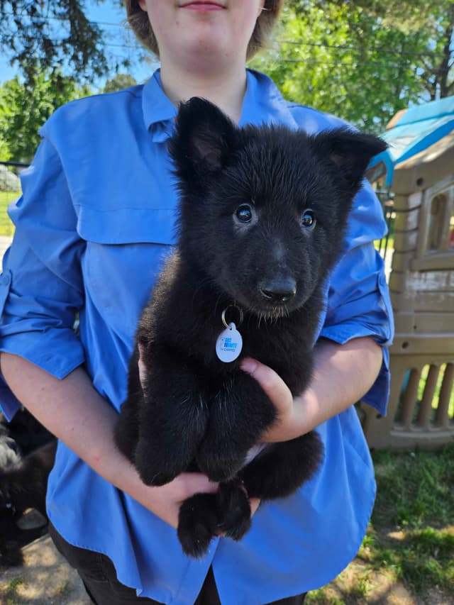 Belgian Sheepdog Puppies media 11