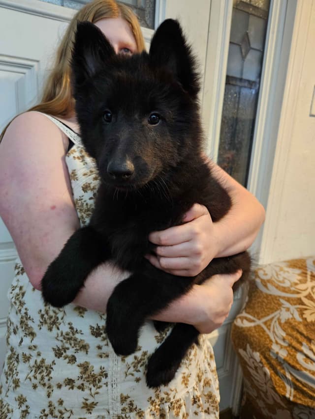 Belgian Sheepdog Puppies media 8