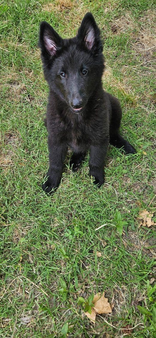 Belgian Sheepdog Puppies media 2