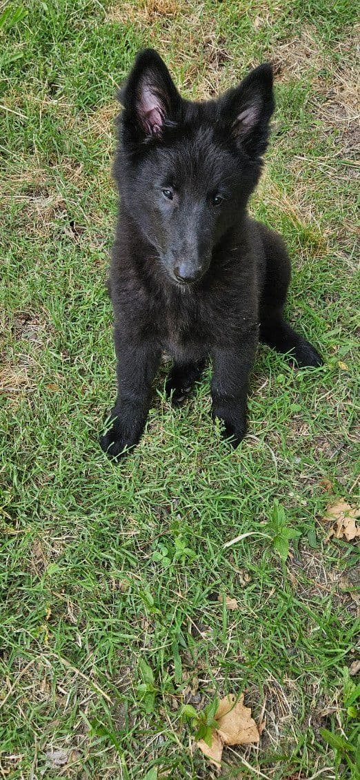 Belgian Sheepdog Puppies media 6