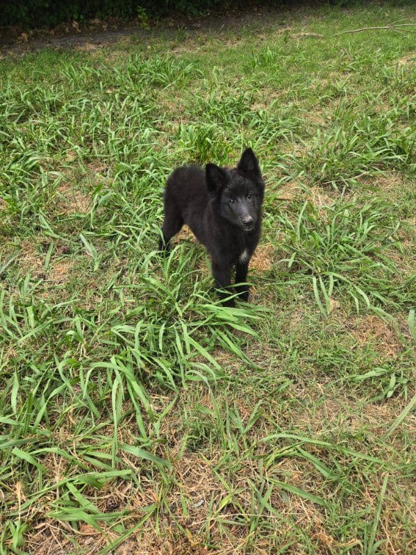Belgian Sheepdog Puppies media 4