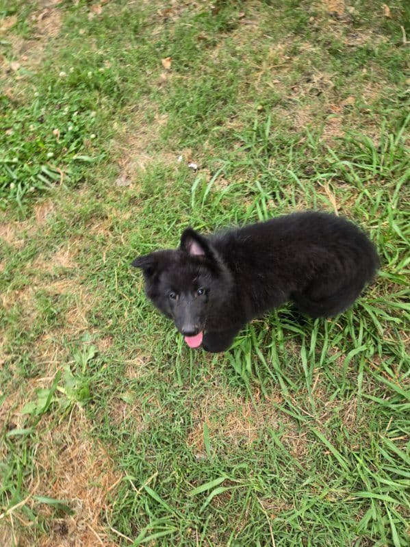 Belgian Sheepdog Puppies media 5