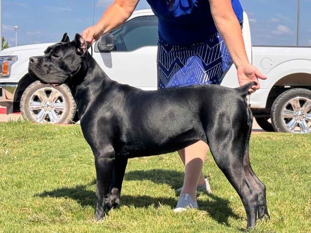 Cane Corso Puppies media 2