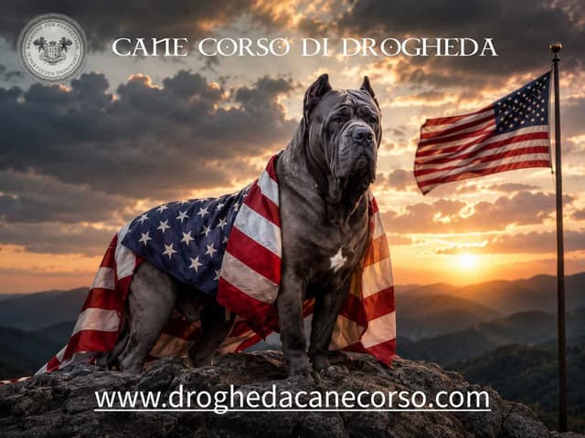 Cane Corso Puppies media 3