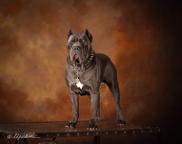 Cane Corso Puppies media 4