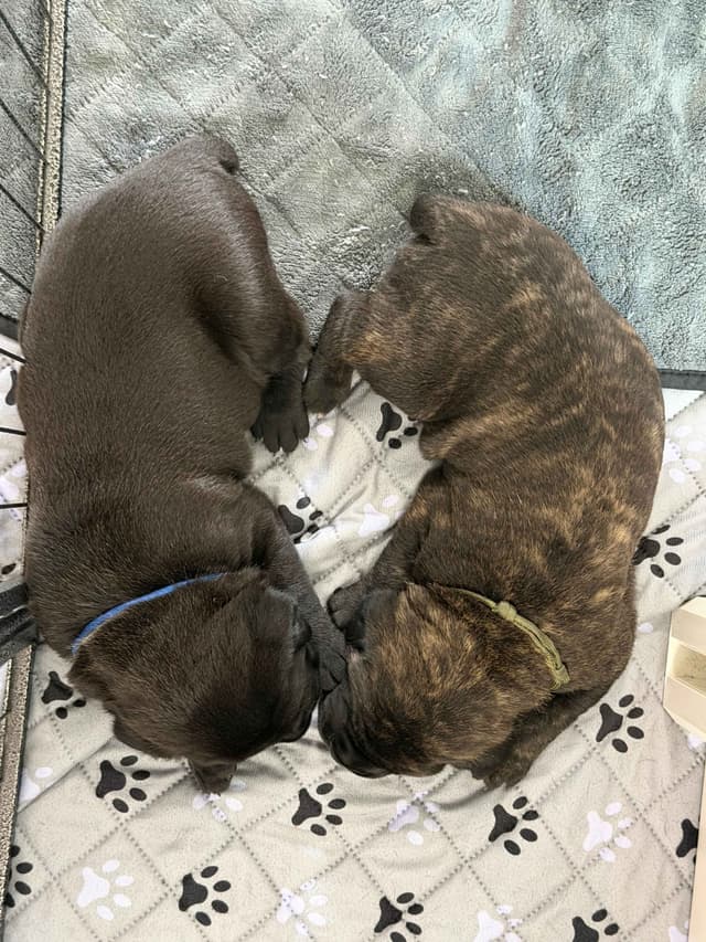 Cane Corso Puppies media 9
