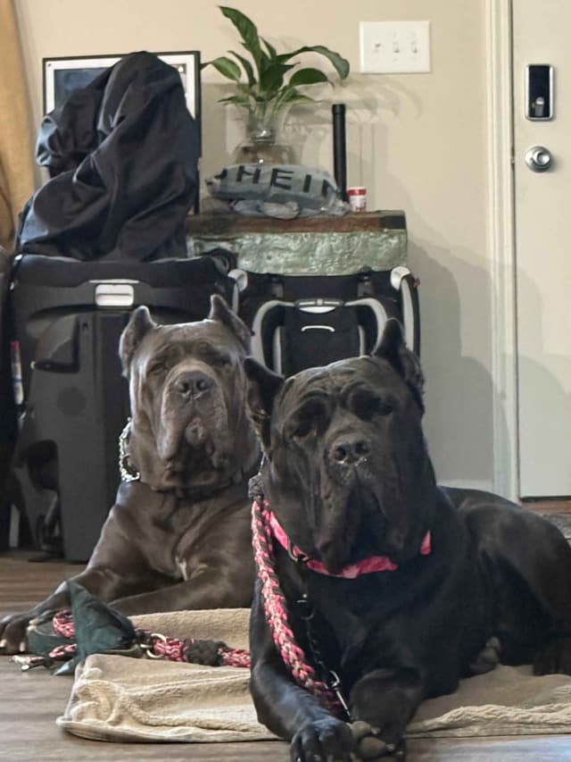 Cane Corso Puppies media 8