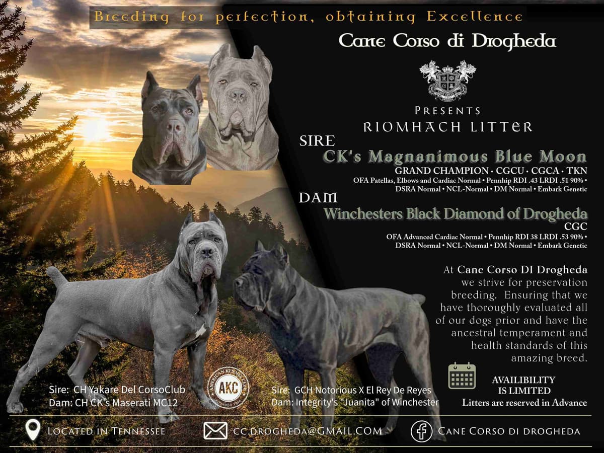 Cane Corso Puppies breeder image 1
