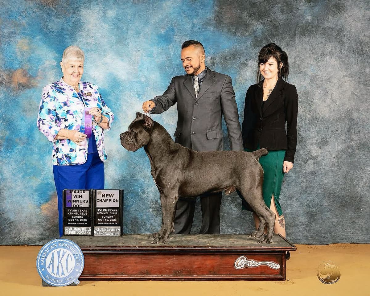 Cane Corso Puppies breeder image 5