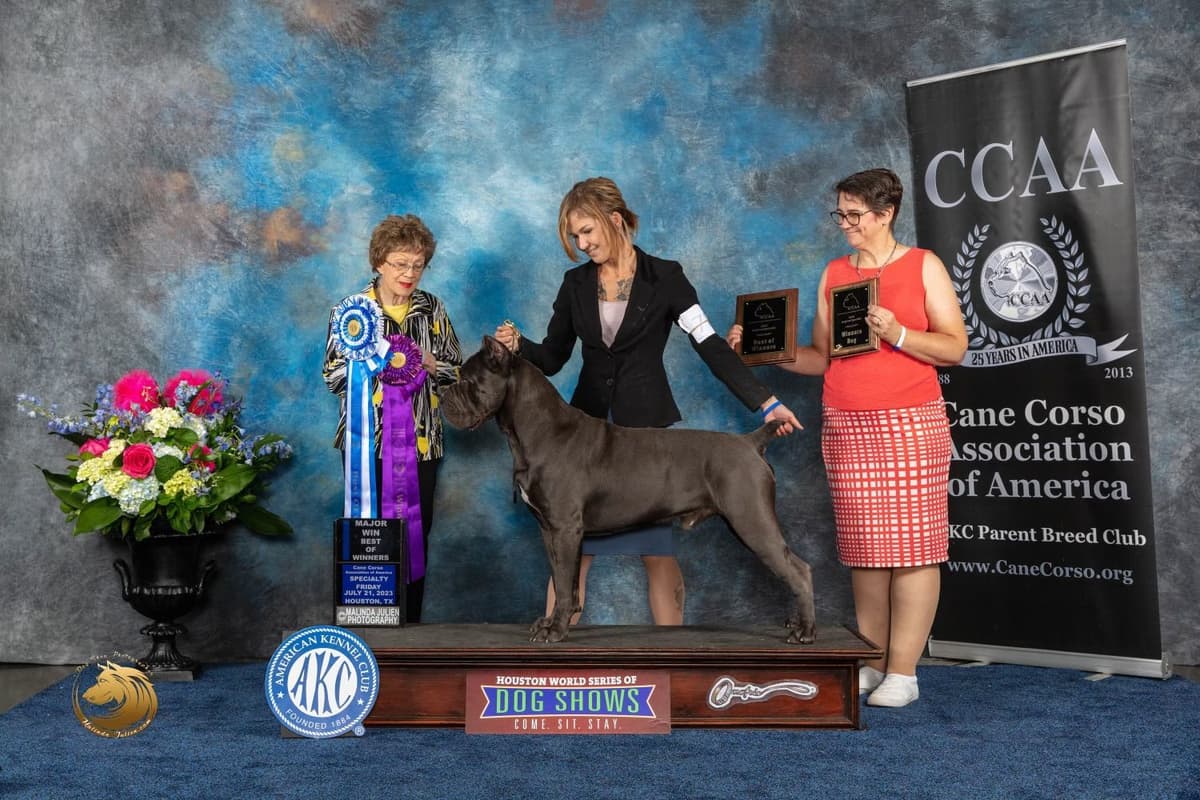 Cane Corso Puppies breeder image 4