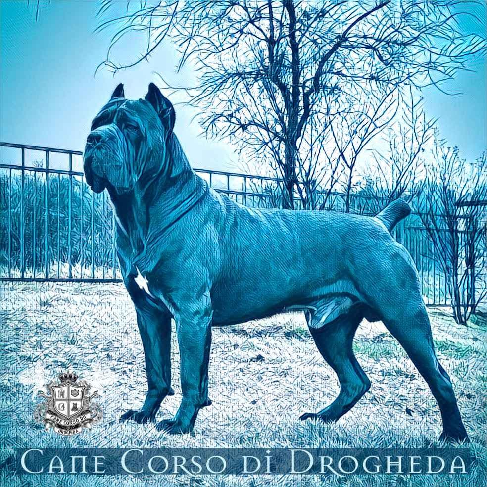 Cane Corso Puppies breeder image 2