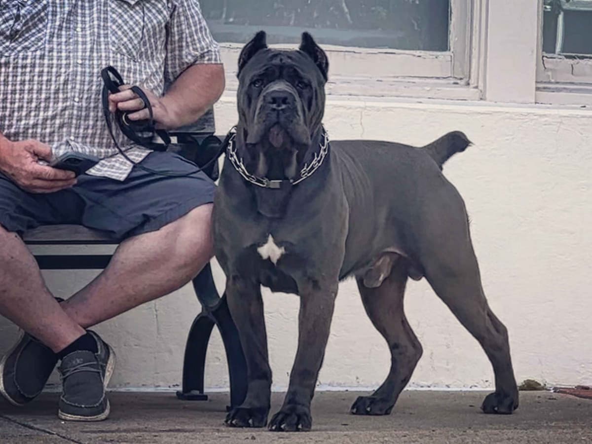 Cane Corso Puppies breeder image 6