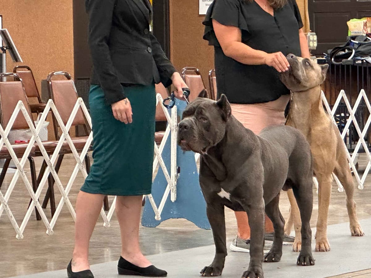 Cane Corso Puppies breeder image 7