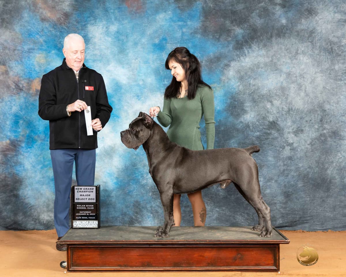 Cane Corso Puppies breeder image 3