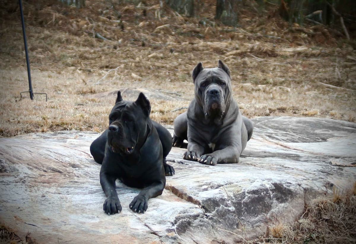 Cane Corso Puppies breeder image 9