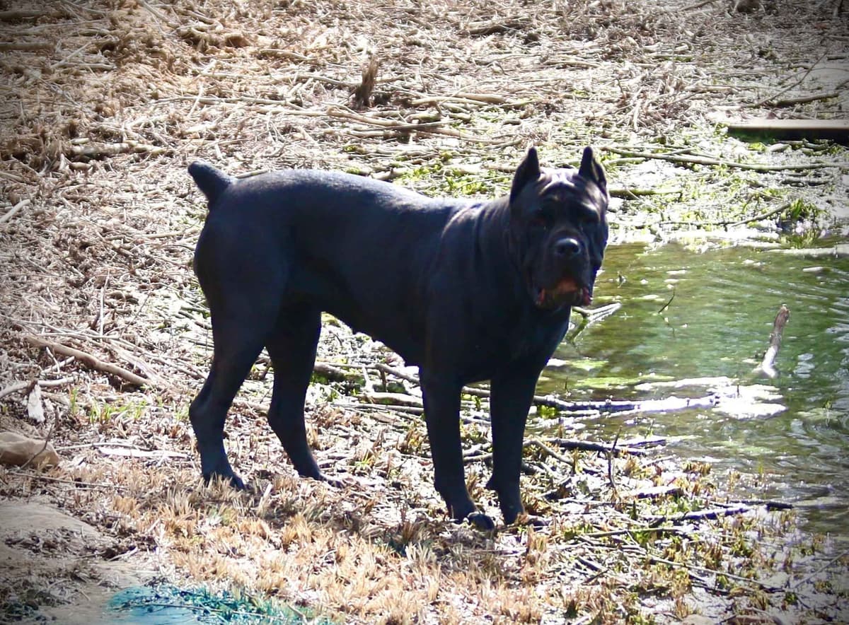 Cane Corso Puppies breeder image 8