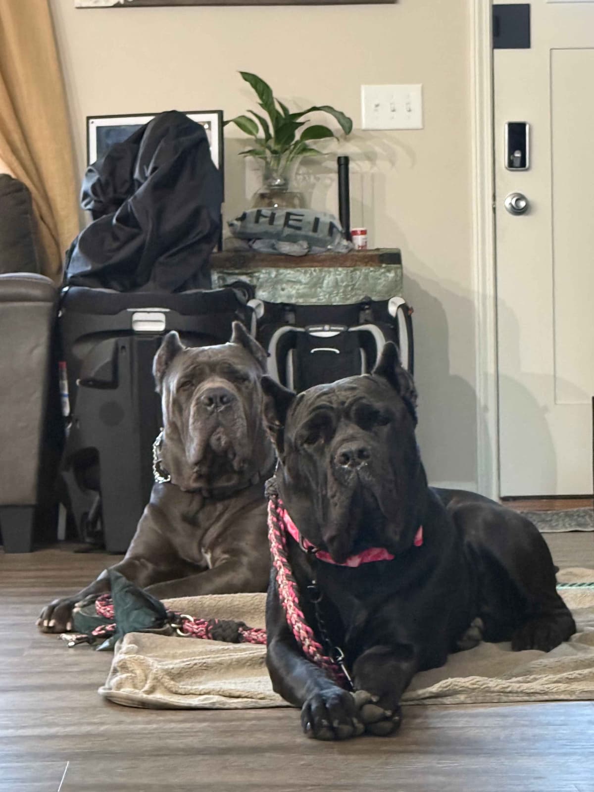 Cane Corso Puppies breeder image 10