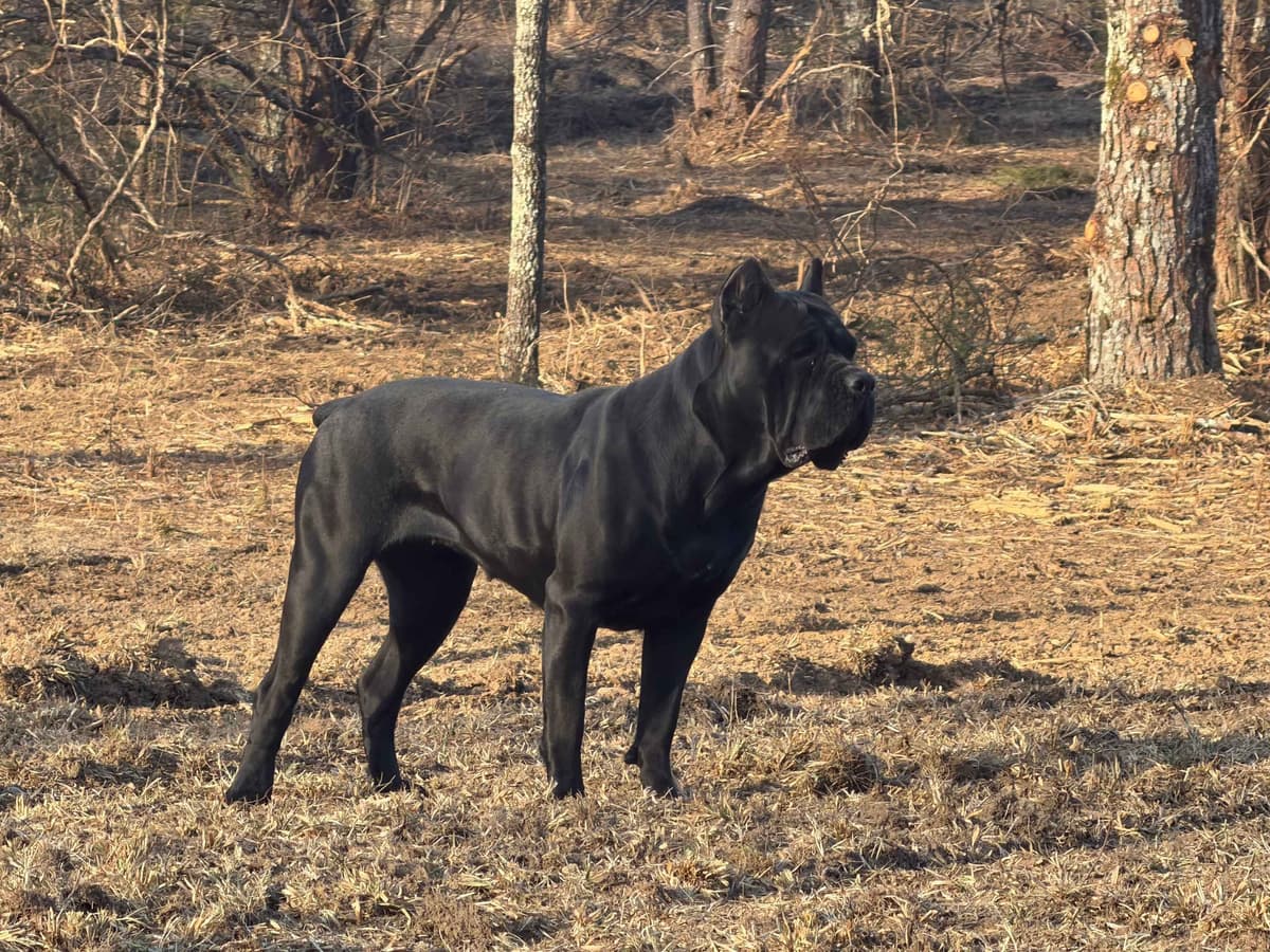 Cane Corso Puppies breeder image 11