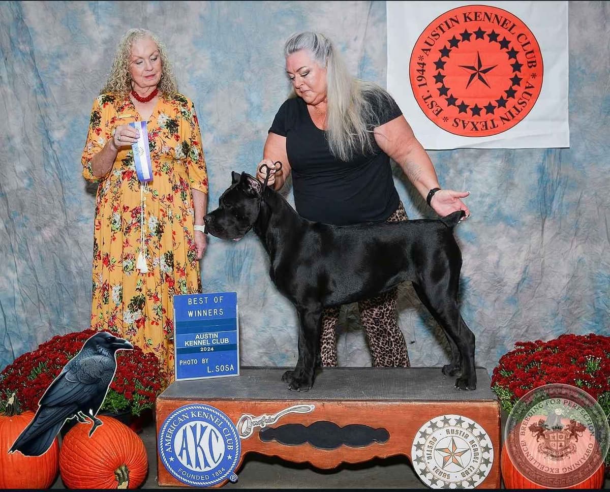 Cane Corso Puppies breeder image 12