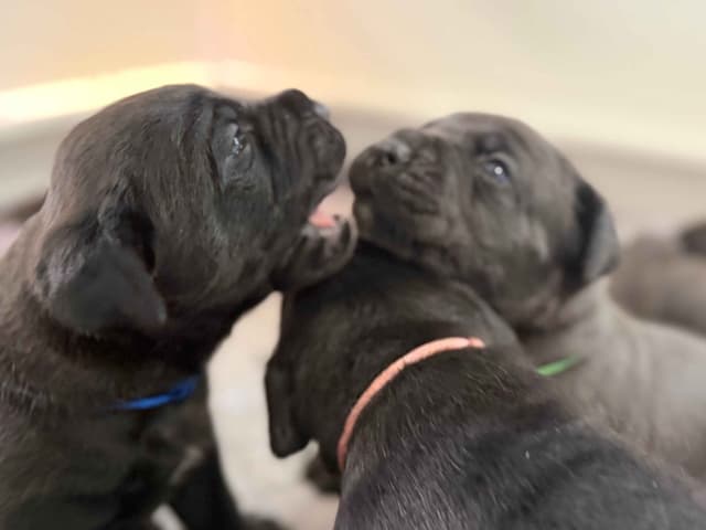 Cane Corso Puppies media 10