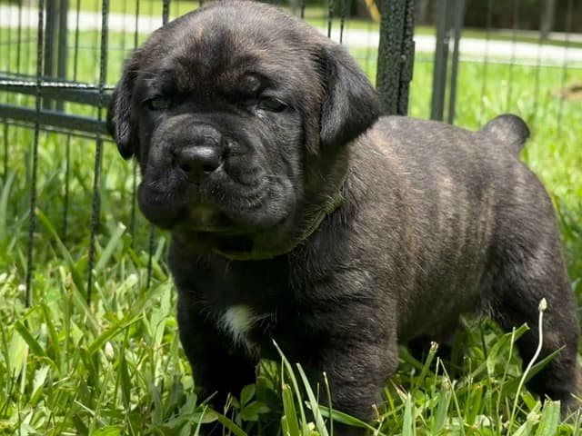 Cane Corso Puppies media 12