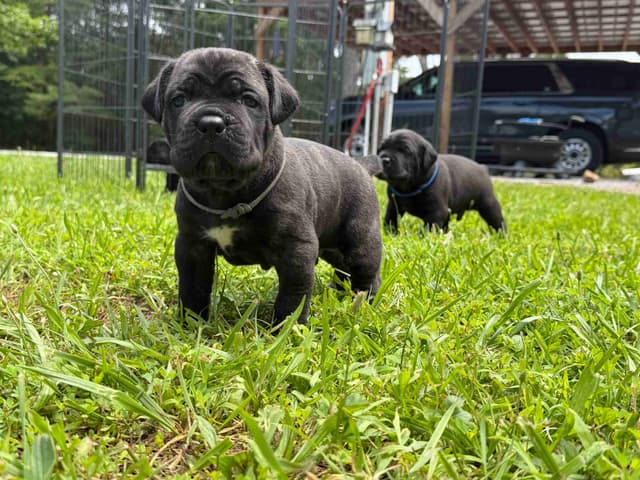 Cane Corso Puppies media 13