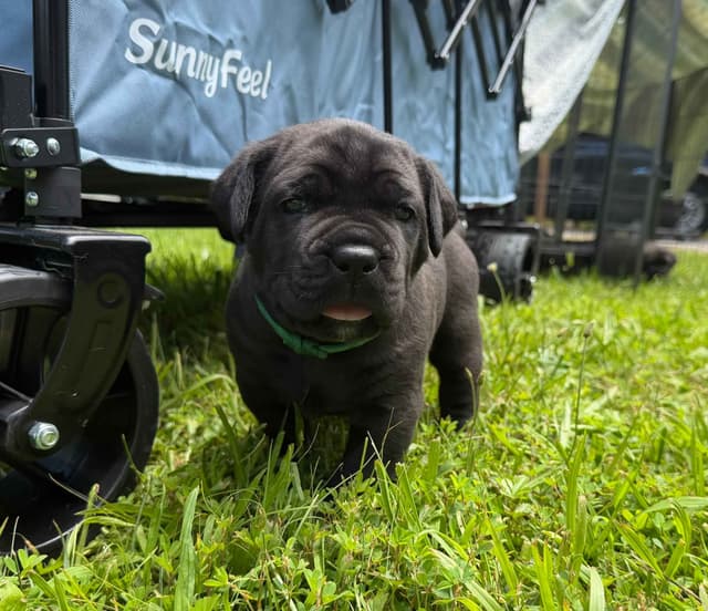 Cane Corso Puppies media 14