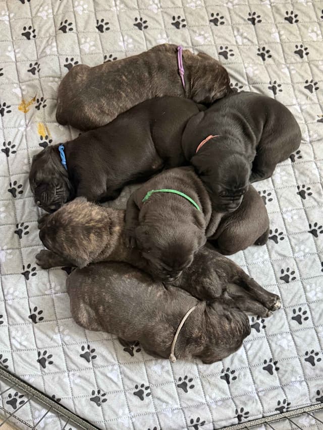 Cane Corso Puppies media 15