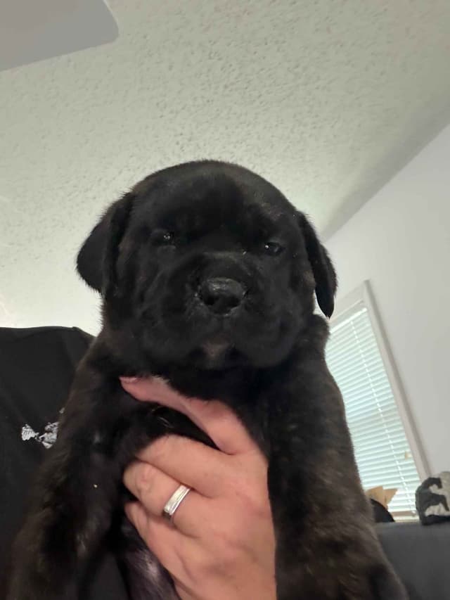 Cane Corso Puppies media 16