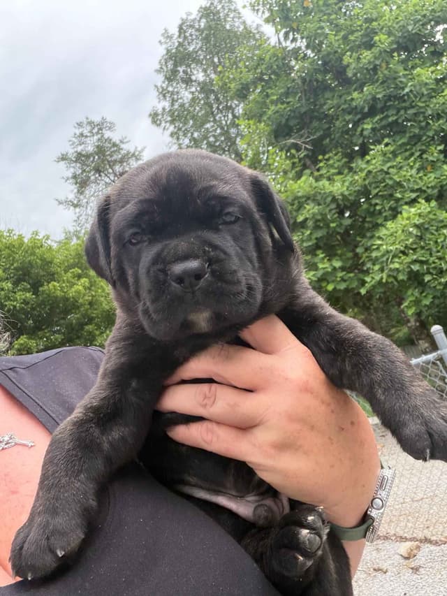 Cane Corso Puppies media 17