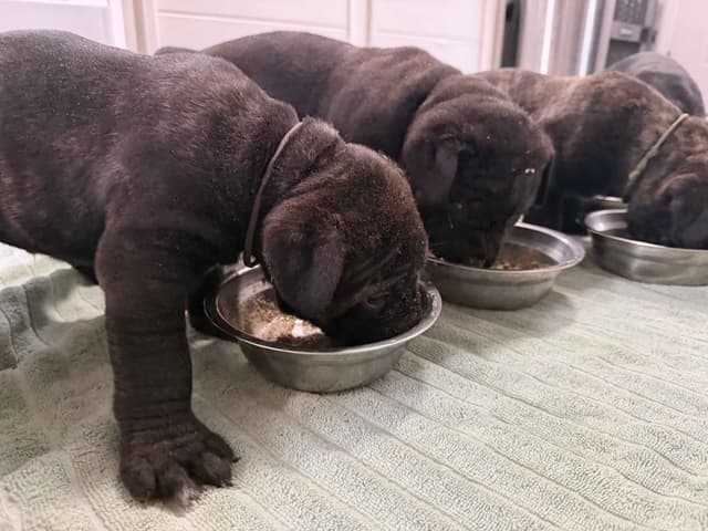 Cane Corso Puppies media 18