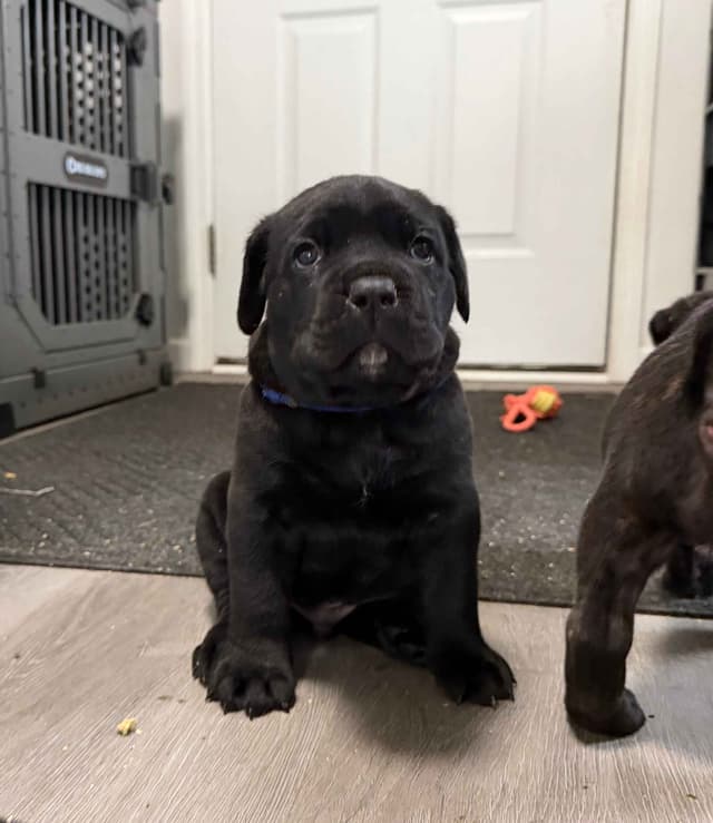 Cane Corso Puppies media 19