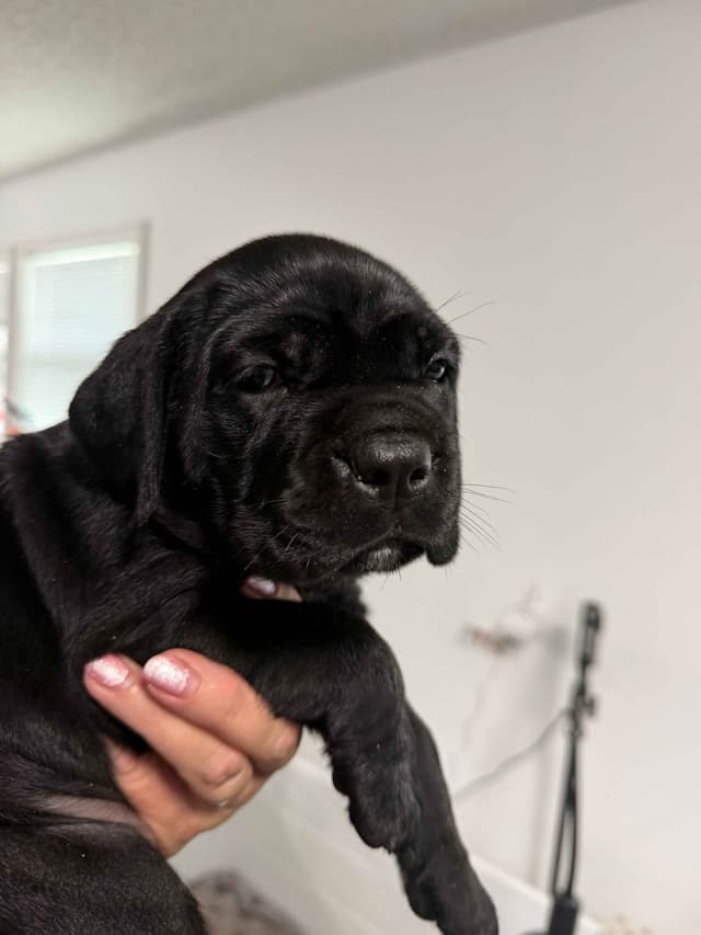 Cane Corso Puppies media 20
